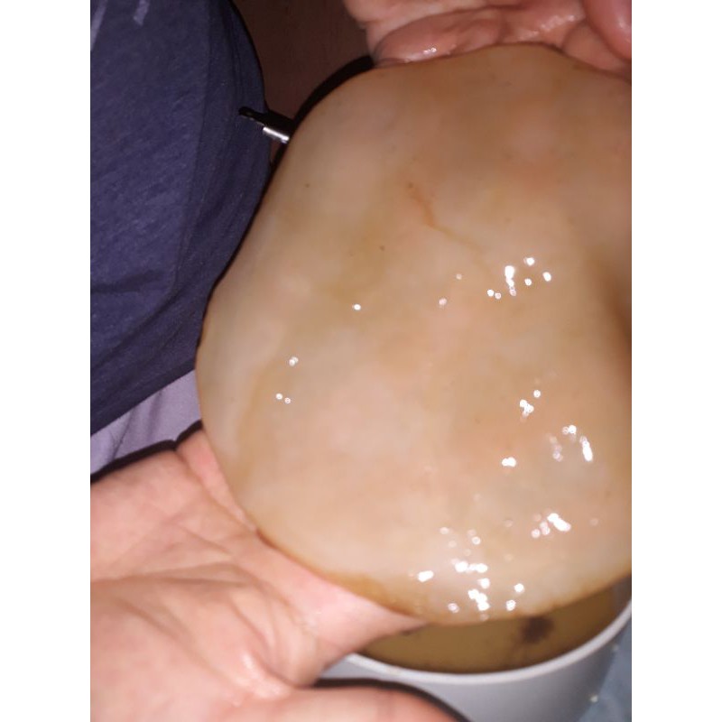 

Scoby Kombucha Asli no tipu-tipu