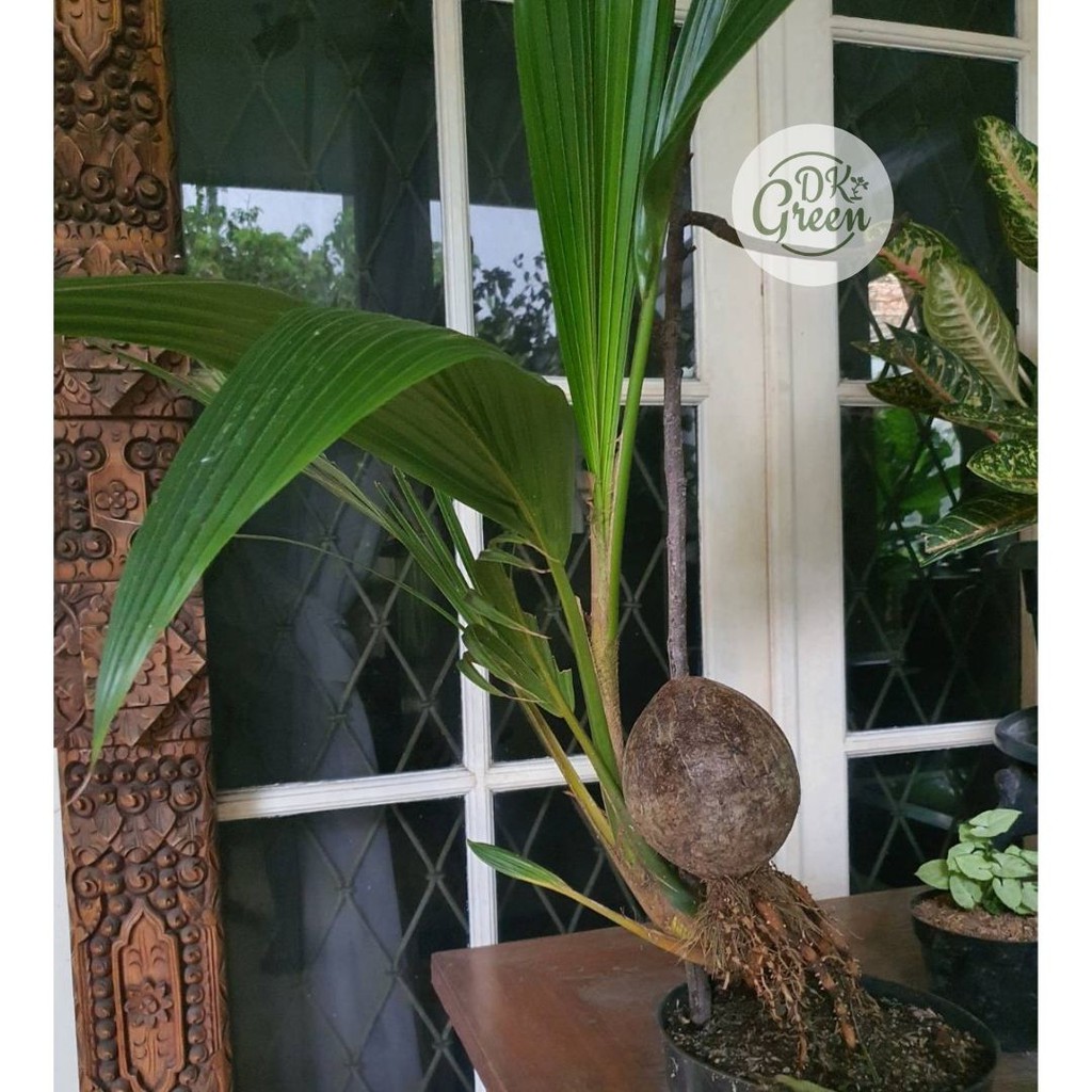 Tanaman Kelapa Bonsai