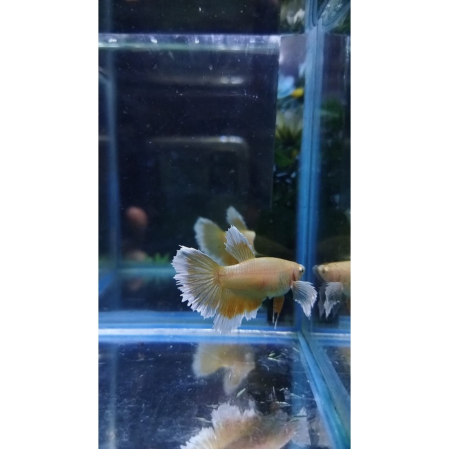 FEMALE HALFMOON/HM DUMBO EAR GOLD SIAP BREED