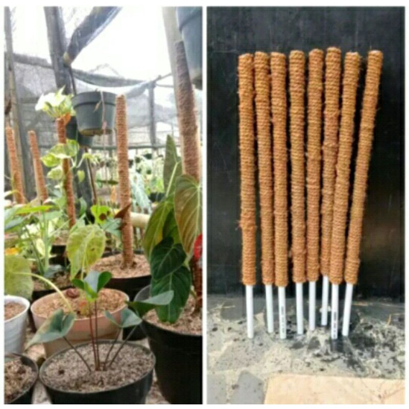 TURUS RAMBATAN TANAMAN 100CM / TIANG RAMBATAN TANAMAN