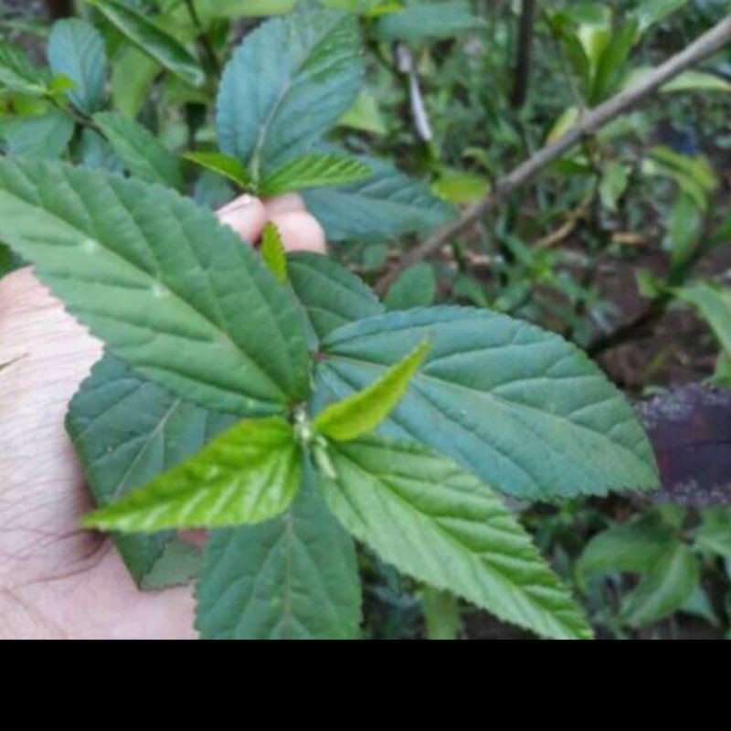 

daun sidaguri jantan segar 500gram