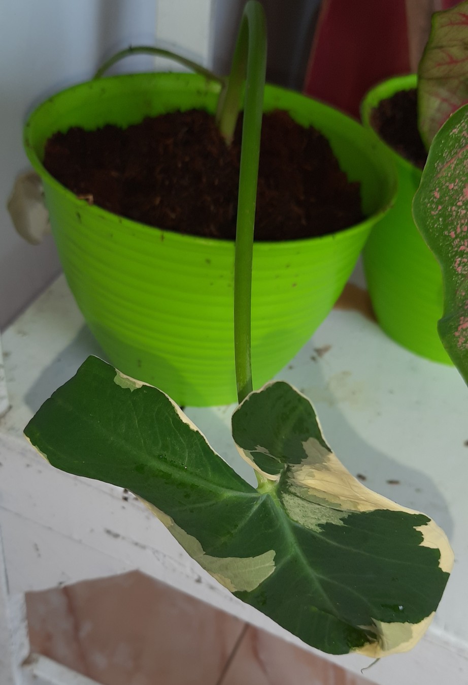 Tanaman Hias Keladi Kantong Semar