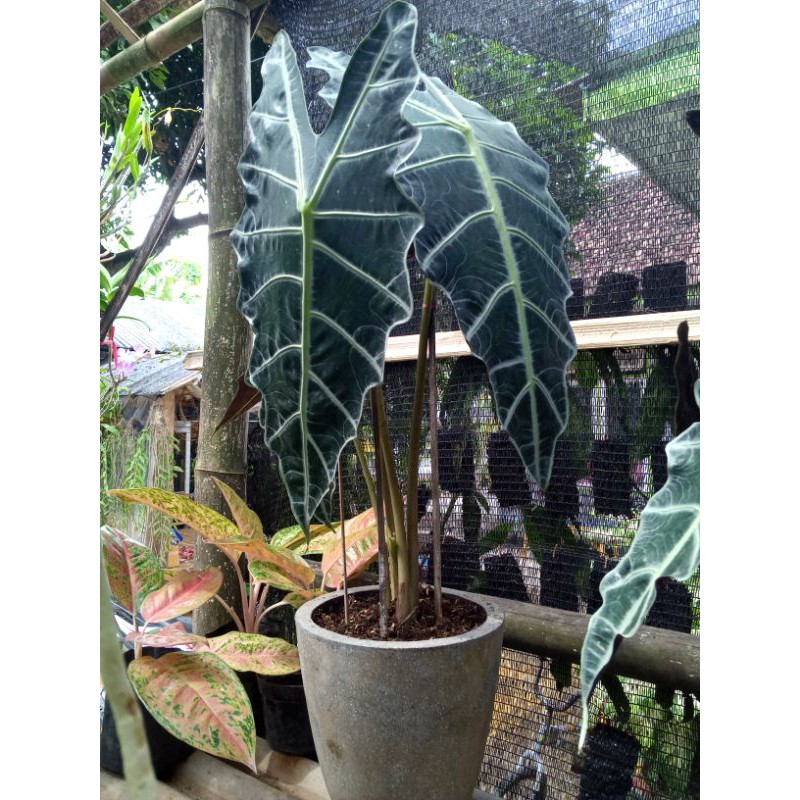 SUPER JUMBO.....Alocasia Keladi Amazon