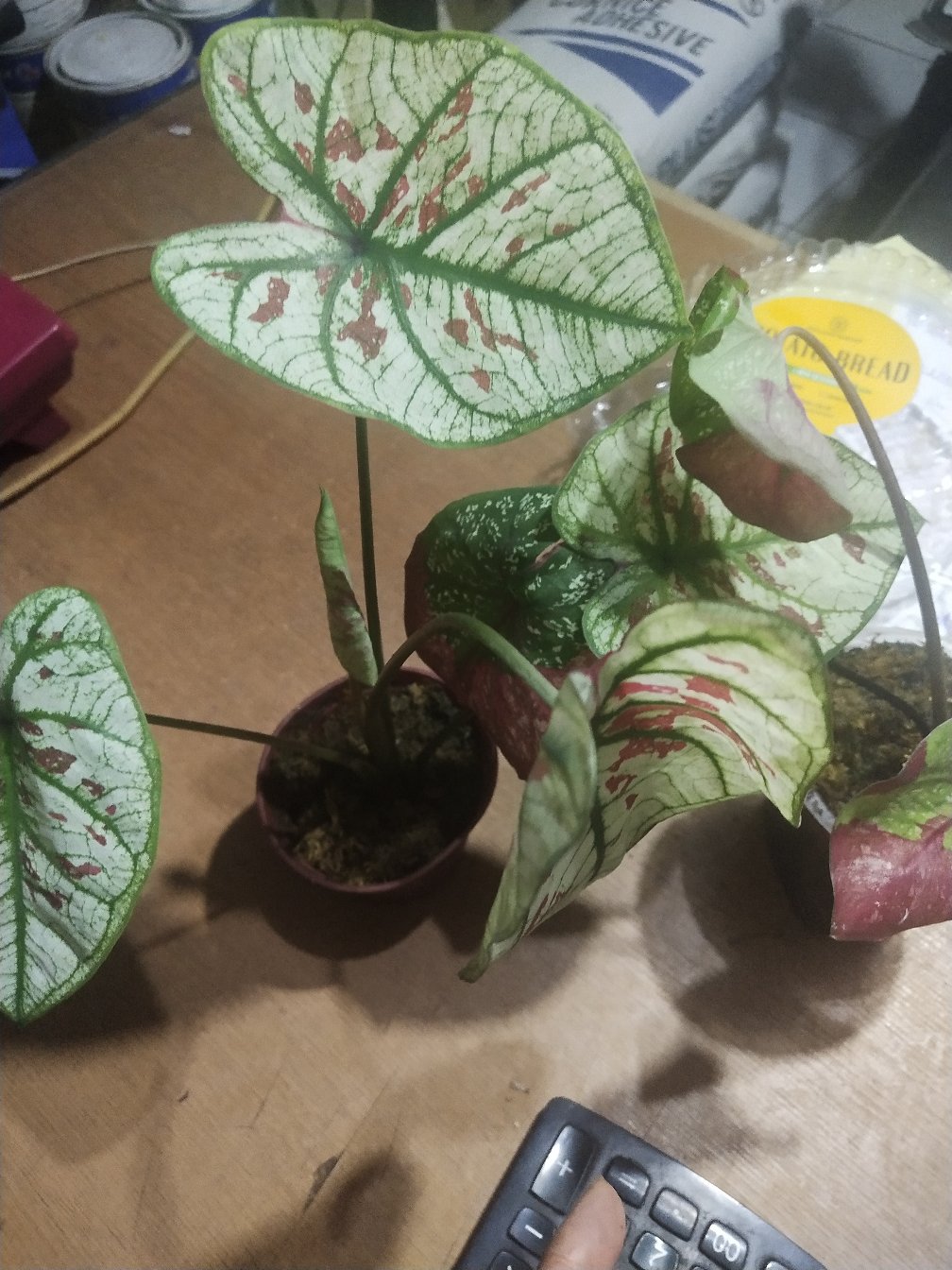 Pink Guava Remaja (impor)