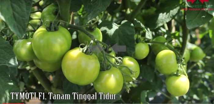 Bibit-Biji Tomat Sayur Tymoti F1 - Cap Panah Merah