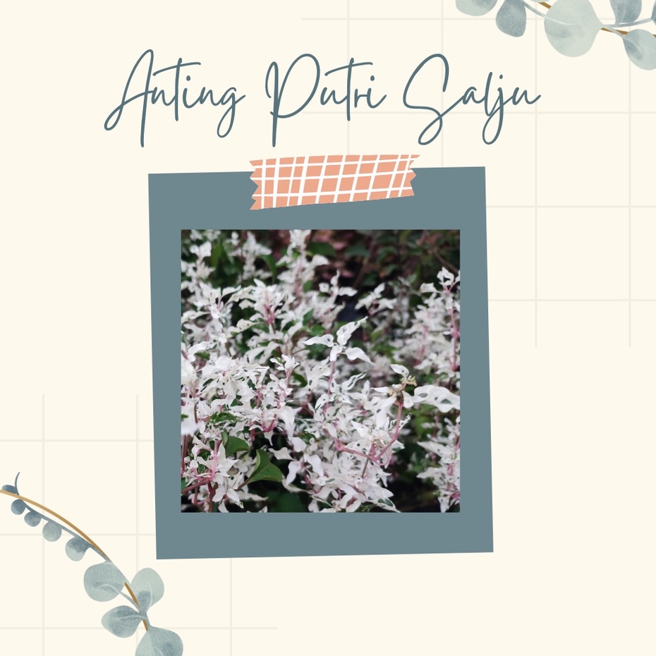 Tanaman Hias Anting Putri Salju Pohon Hias Anting Putri Salju Putih Cantik