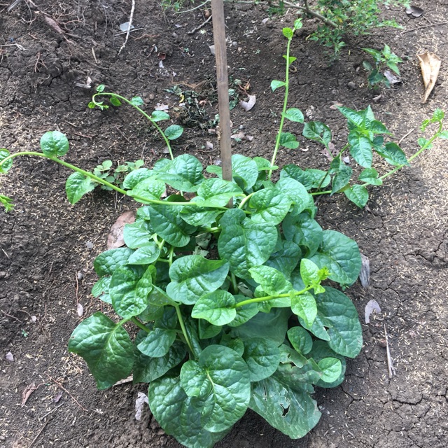 

Daun binahong