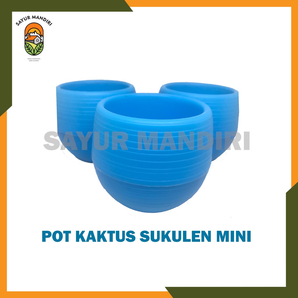 Pot Kaktus Sukulen Mini Cantik