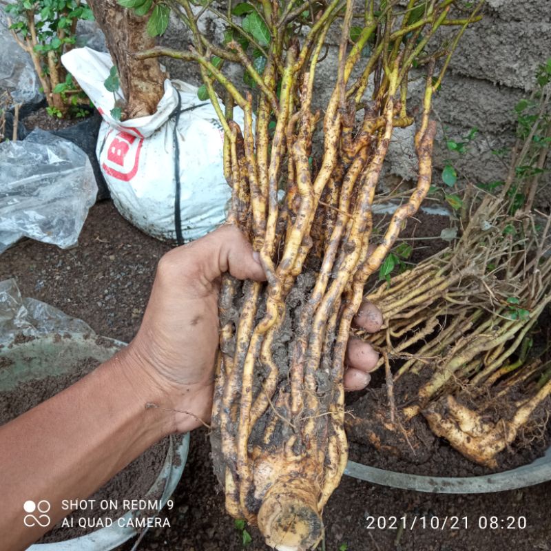 bahan bonsai serut akar terbalik