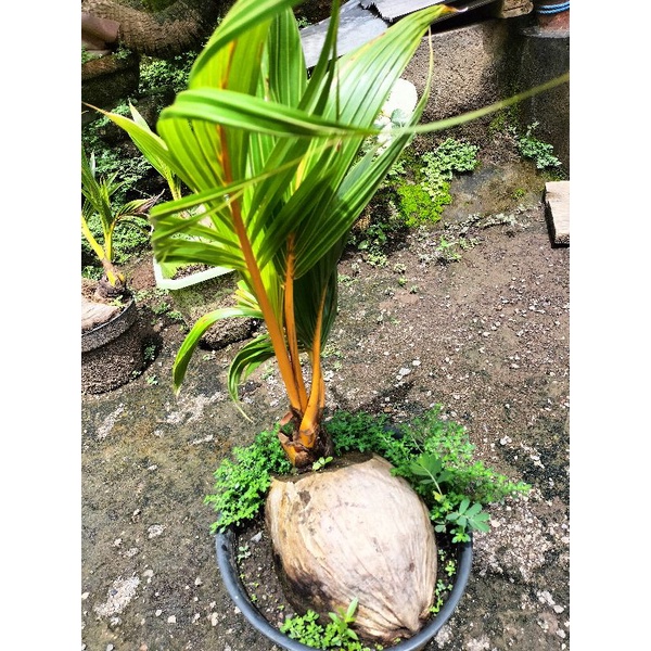 bonsai kelapa cabang 2