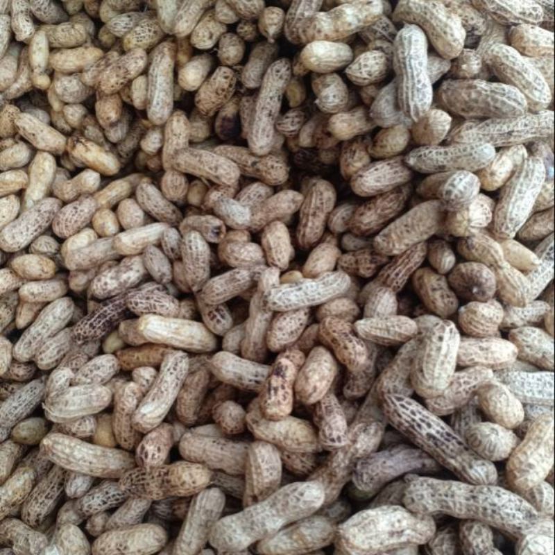 

kacang tanah kulit mentah - 500 gram