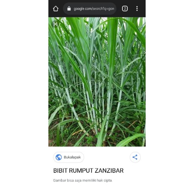 BENIH RUMPUT ZANZIBAR MURAH