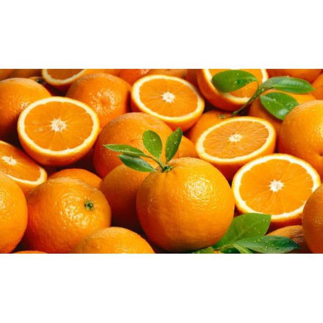 biji/benih/bibit buah jeruk santang