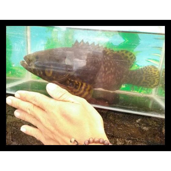 Big Sale Kerapu Emas Ikan Hias Air Tawar Shopee Indonesia