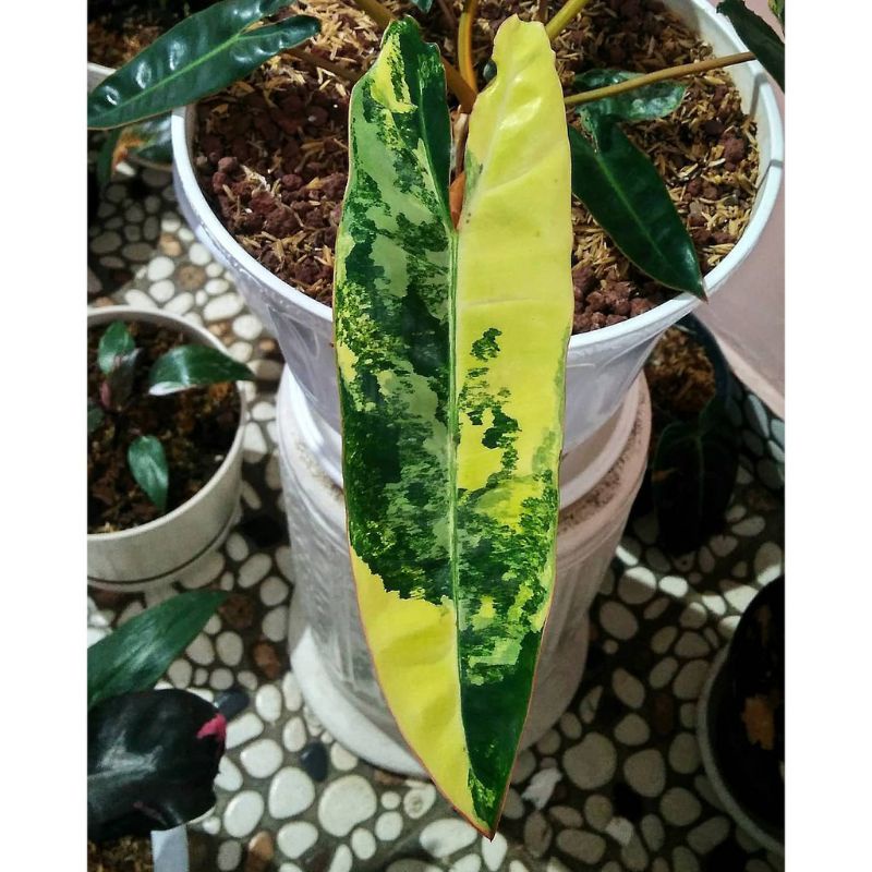 Batang/Bonggol Philodendron Kabel Busi Variegata BIBIT TANAMAN HIAS