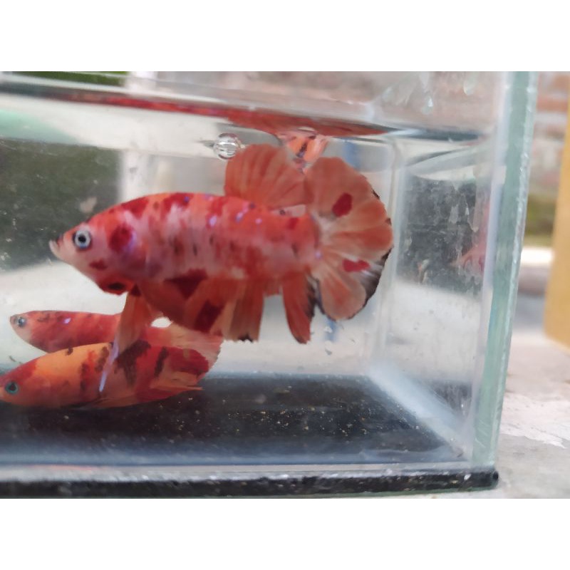 cupang nemo paket  5 ekor