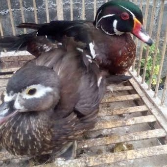 TELUR BEBEK HIAS  CAROLINE UNTUK DITETASKAN FERTIL ASLI