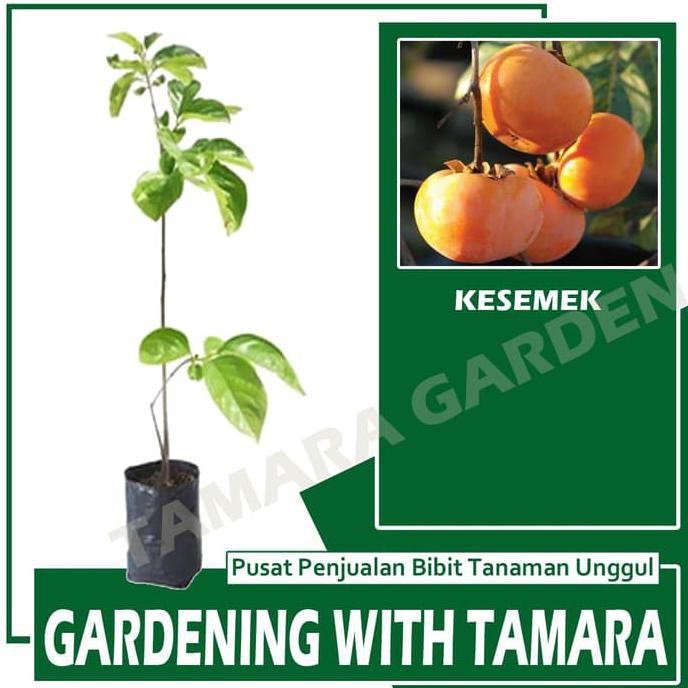 Big Sale. Bibit Tanaman Buah Kesemek Ingat