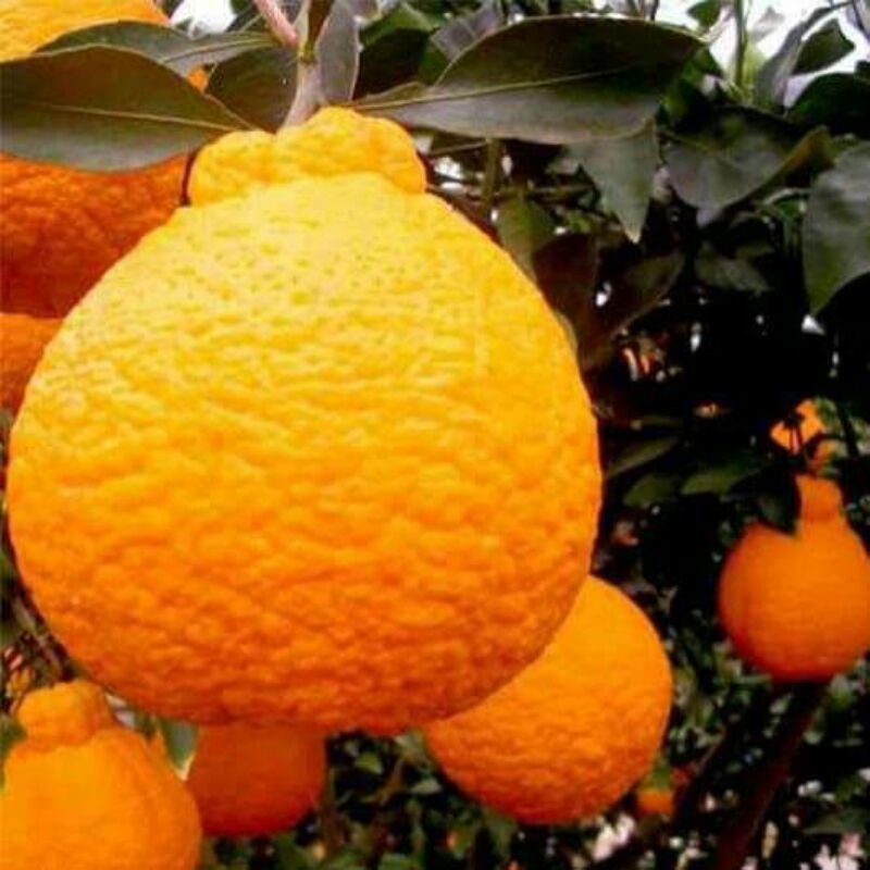 Bibit jeruk dekopon Okulasi Murah [BISA COD]