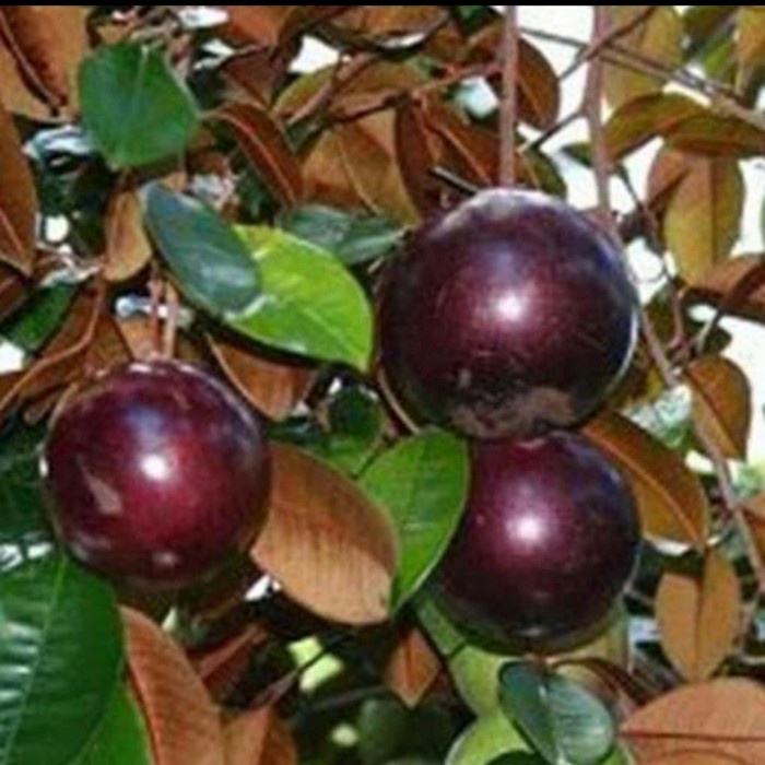 Bibit Tanaman Buah Kenitu Ungu Giant (Jumbo) Super