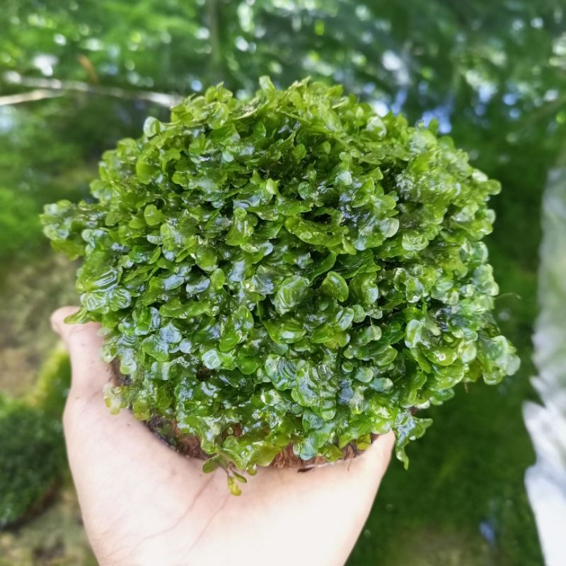 moss pelia media batok tanaman aquascape low co2