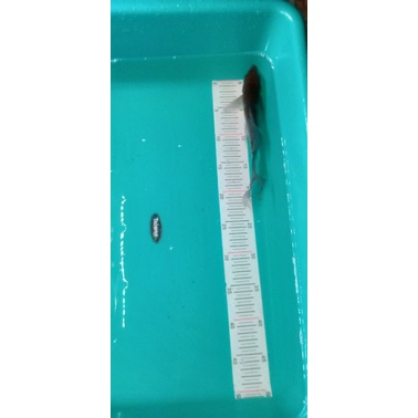 

Ikan koi Ochiba Slayer