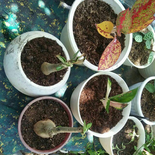 Bibit Bunga Kamboja Jepang