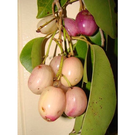 Bibit Juwet Putih/Buah Jamblang Putih/ Tanaman Juwet Putih