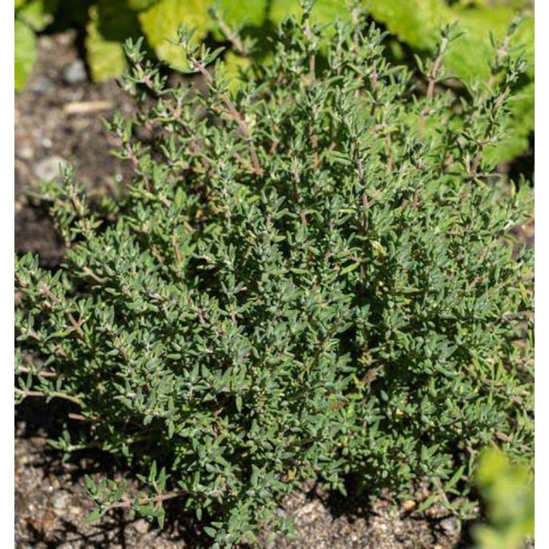 Amefurashi Bibit / 200 Benih / Herb Thyme Seed Thymus Vulgare