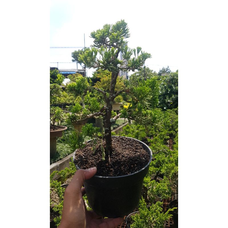 Tanaman hias Bonsai cemara sinensis