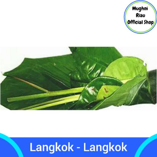 

Langkok - Langkok Daun