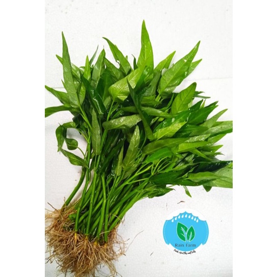 

Kangkung Darat 250 gr Rain Farm Sayur Segar Bandung