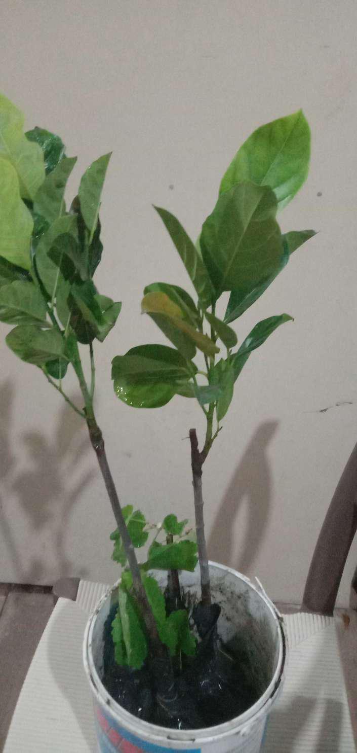 Bibit Nangka Madu Unggul