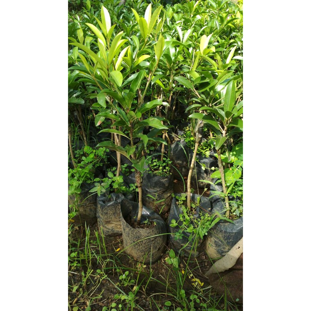 Bibit Buah Sawo Kecik