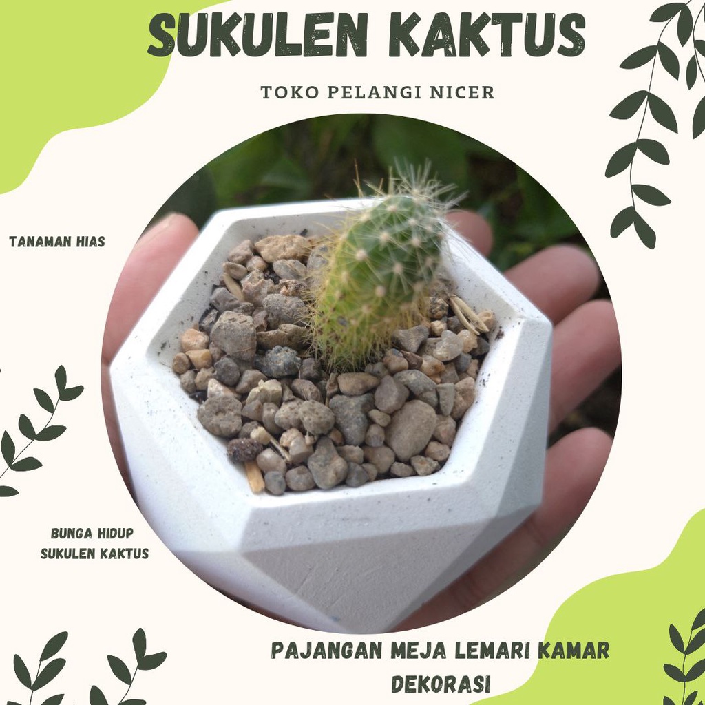 Kaktus Mini Sukulen Kaktus Murah Tanaman Hias Bunga Hidup Artificial Pot Poligon