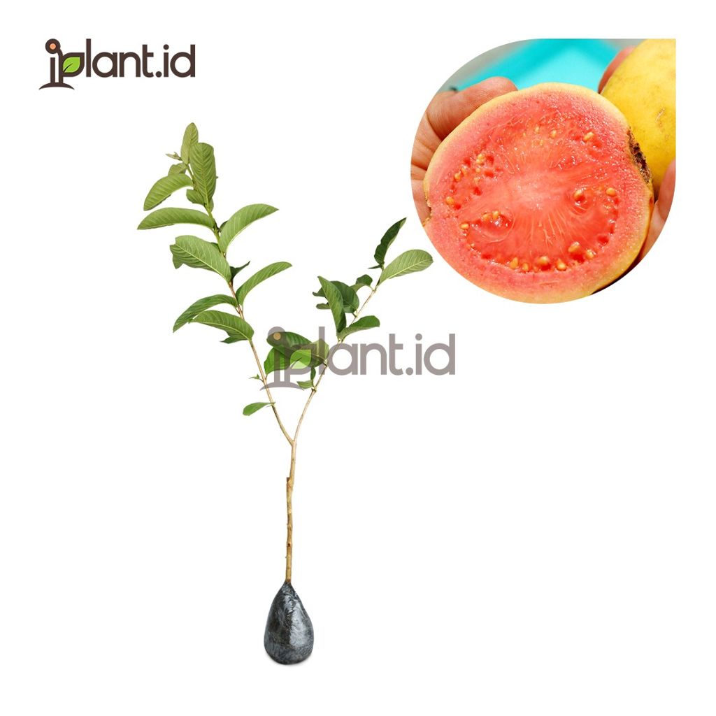 Jambu Biji Merah Bangkok