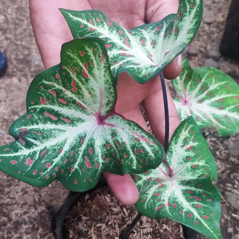 Tanaman hias keladi gingerland I ginggerland I wayang batik I ginger