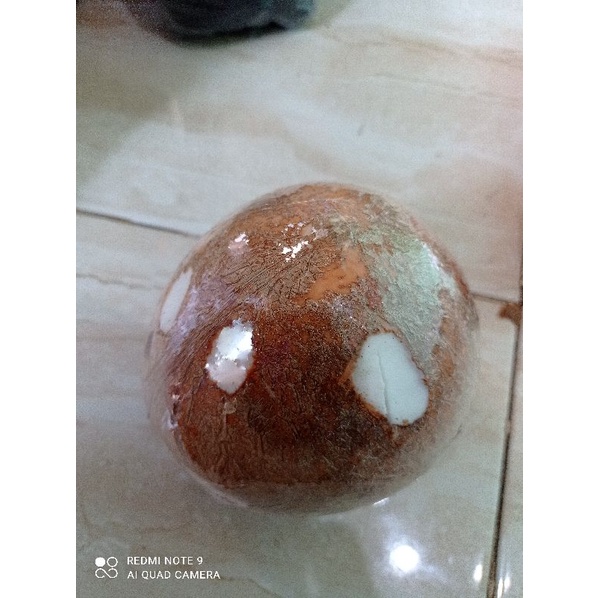 

kelapa utuh 1 buah