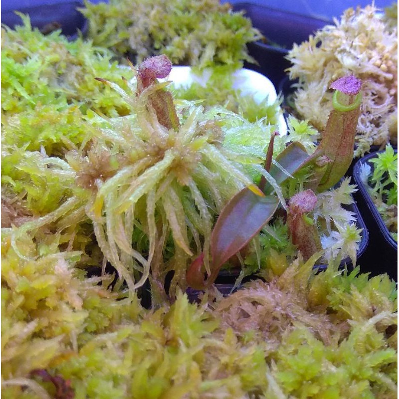 Nepenthes Hybrid ( Mirabilis x Thorelii) x Adrianii