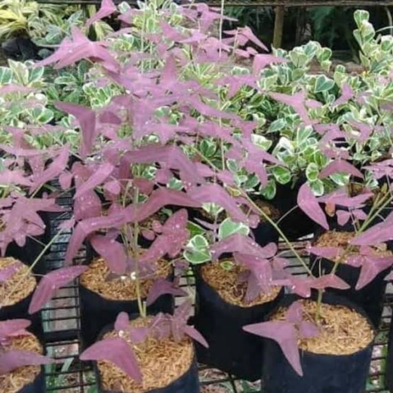 Tanaman Kupu Kupu Batik - Oxalis Batik Merah