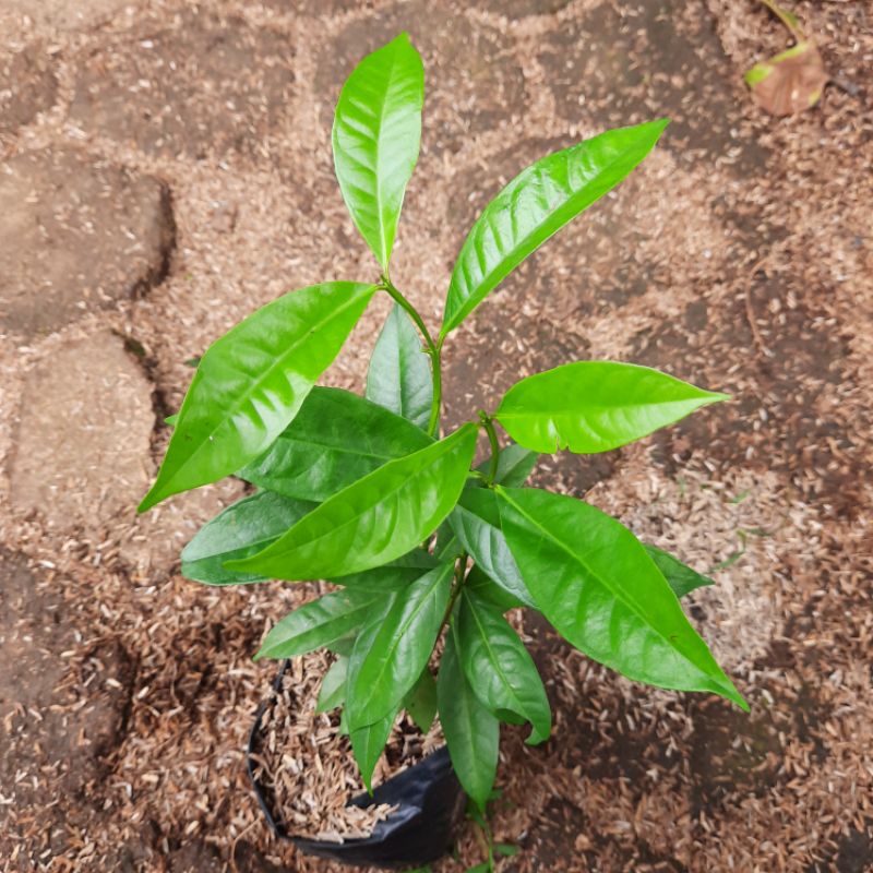 Jual Pohon Salam Tanaman Daun Salam Shopee Indonesia