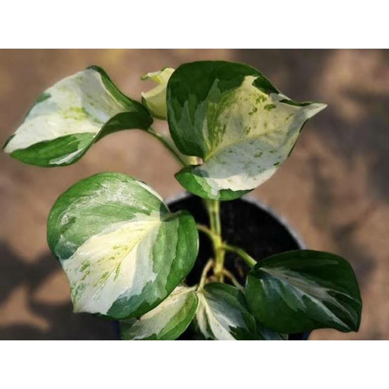 Sirih Manjula/Epipremnum Manjula