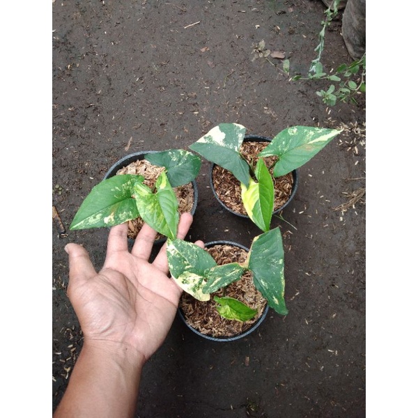 tanaman syngonium yellow / syngonium aurea