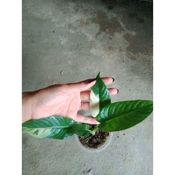 homalomena varigata //homalomena