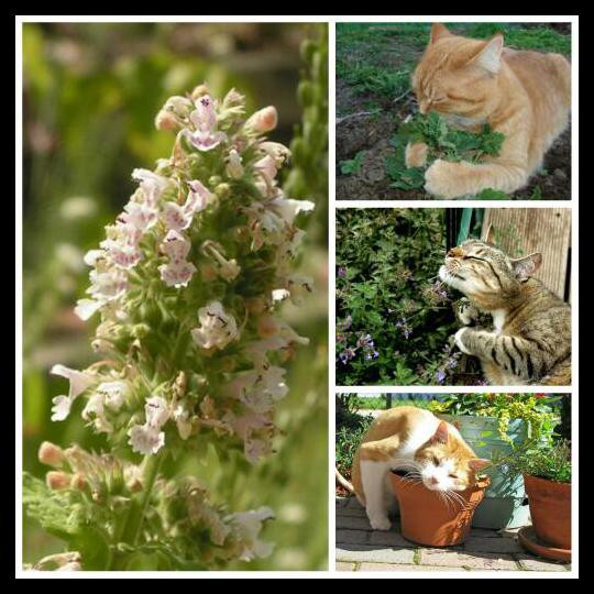 BENIH / BIBIT / BIJI - CATNIP HERBS (GANJA KUCING) SUPER - IMPORT