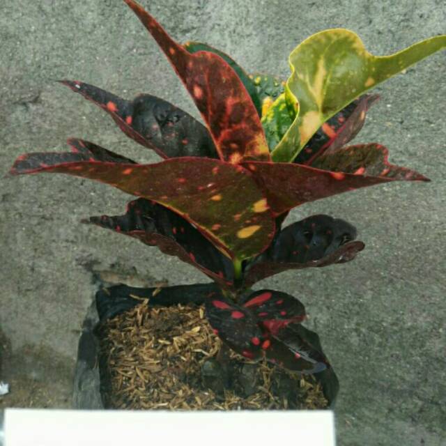 Tanaman Hias Puring Koleksi Torpedo