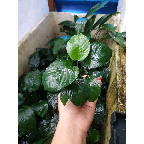 anubias broadleaf