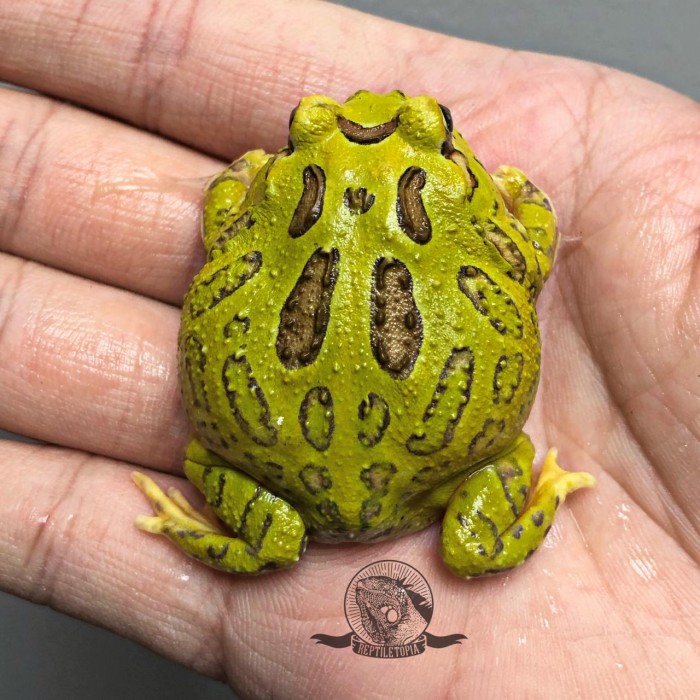 Mainan Green Pacman Frog Kodok Katak Toad bukan Bullfrog Dumpy Dart