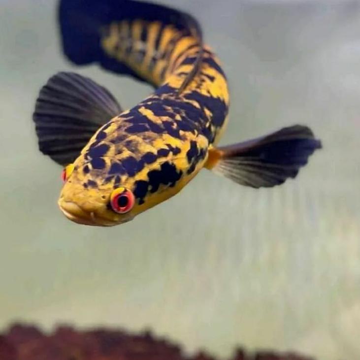 Discount Today Channa ys yellow Sentarum red eye mata merah cana predator fish buruan