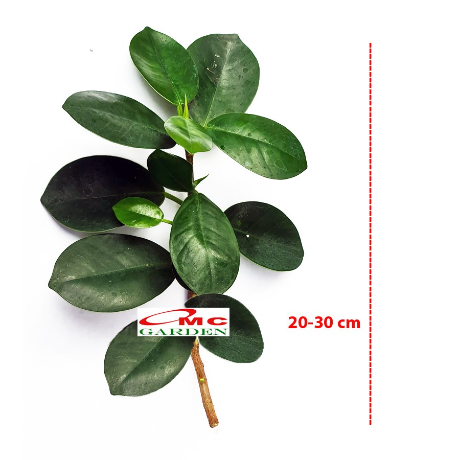 Bonsai Beringin Korea Mini Dolar Bibit Stek Batang Tanaman BK-SB-2030